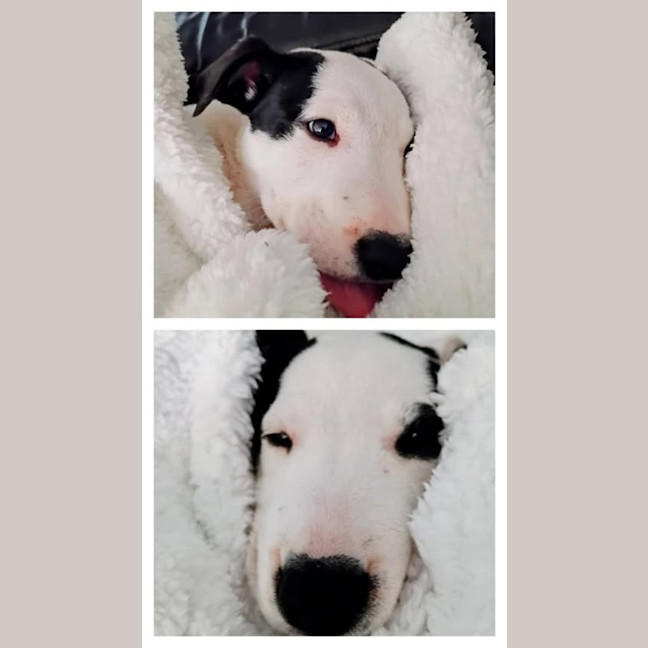 Photo of Mochi