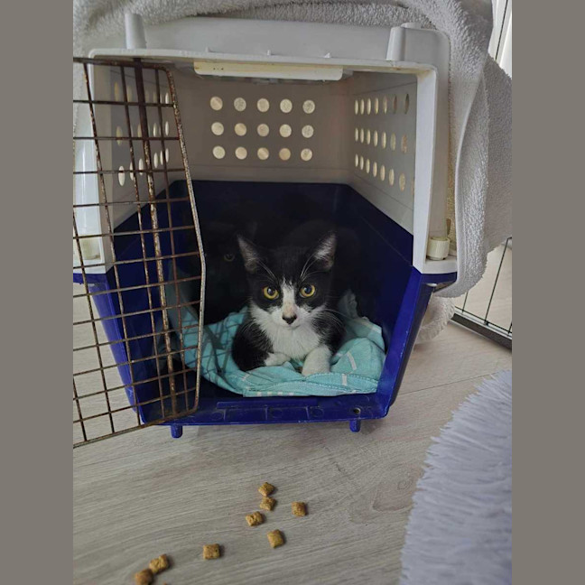 Photo of Scotch And Fillet