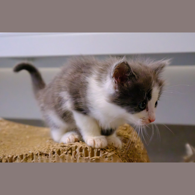 Photo of C1447 Silvester