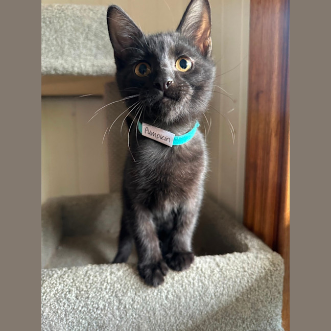Photo of Pumpkin