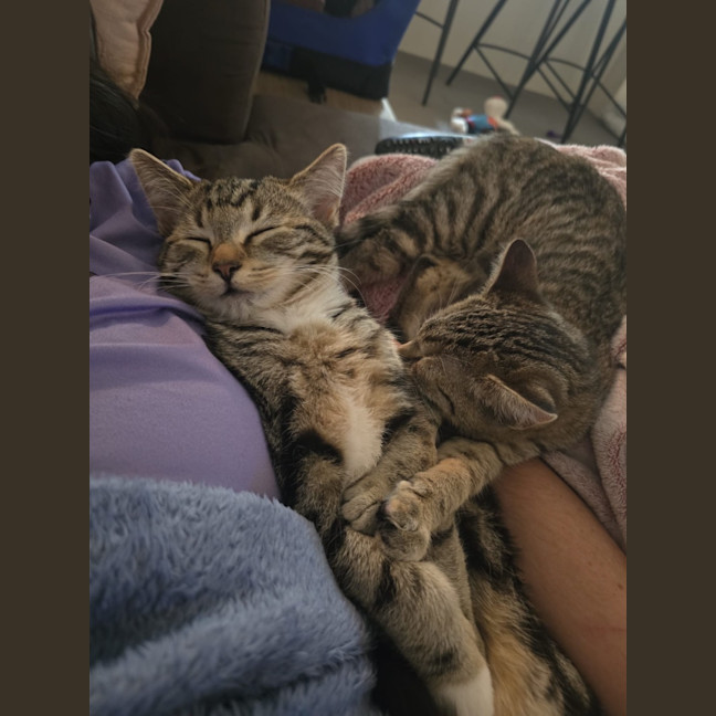 Photo of Taz