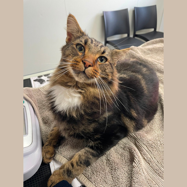 Photo of Brioche