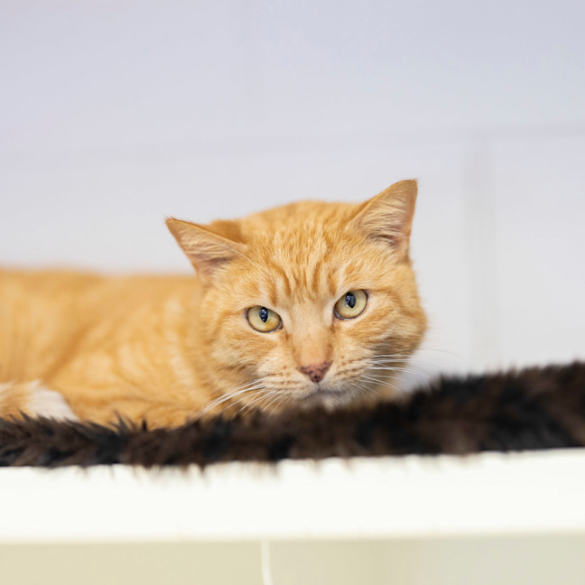 Photo of Mister Mister