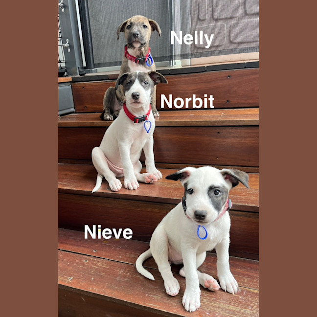 Photo of Norbit   9 Week Cattle Dog X