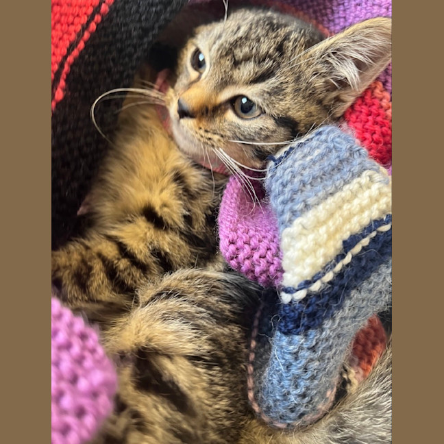 Photo of Polly