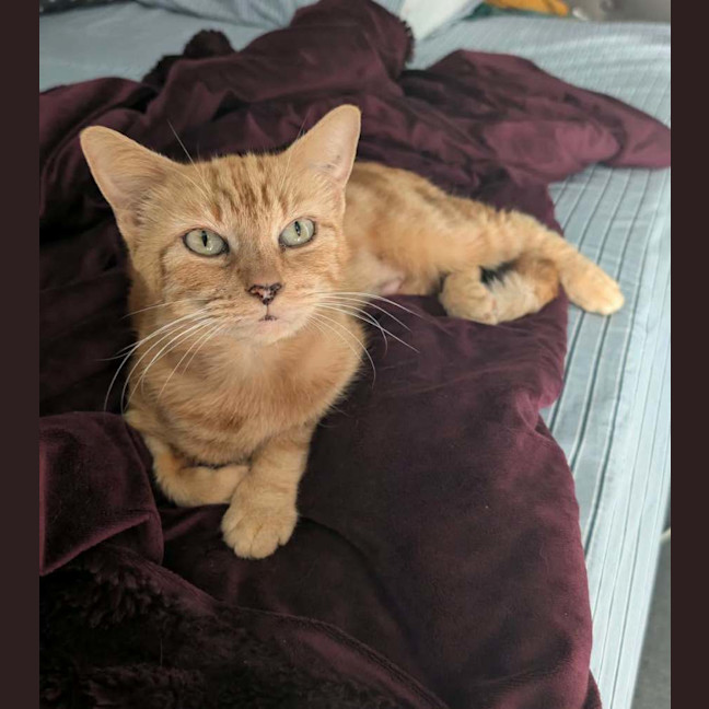 Photo of Peanut