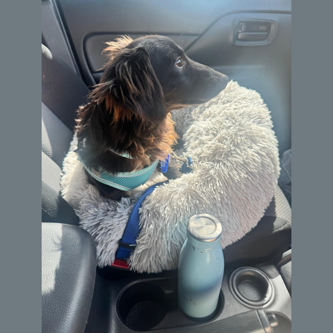 Photo of Socks – 1 Year Old Dachshund