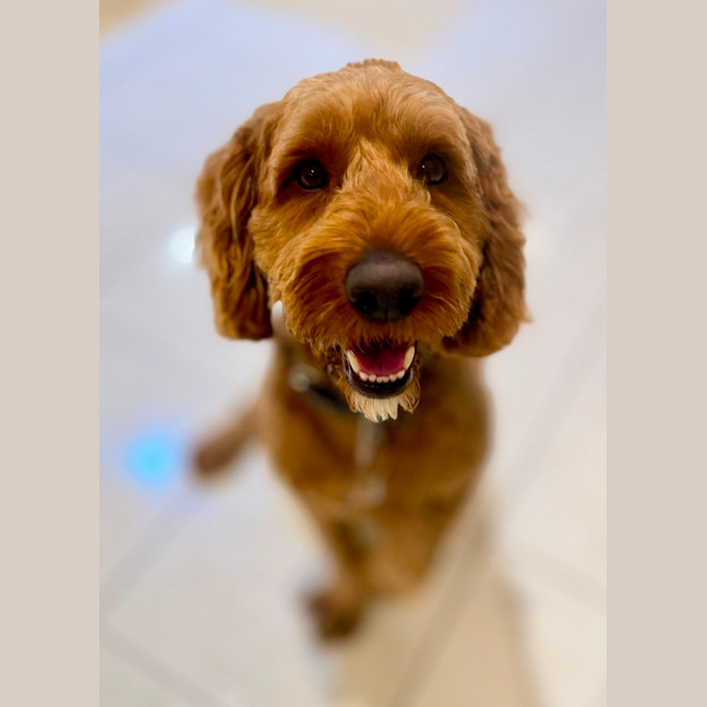 Photo of Rusty