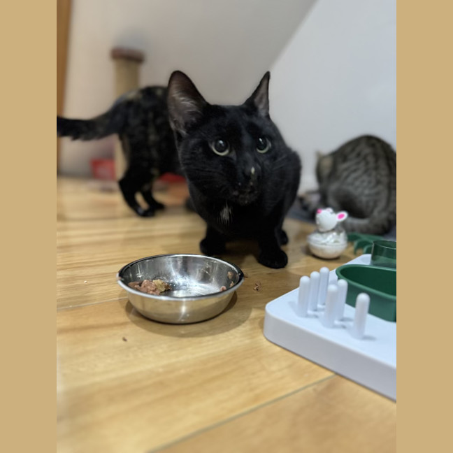 Photo of Cindo   4 Year Old Domestic Short Hair