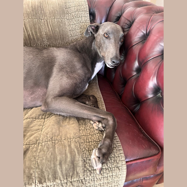 Photo of Cruiser (67748)