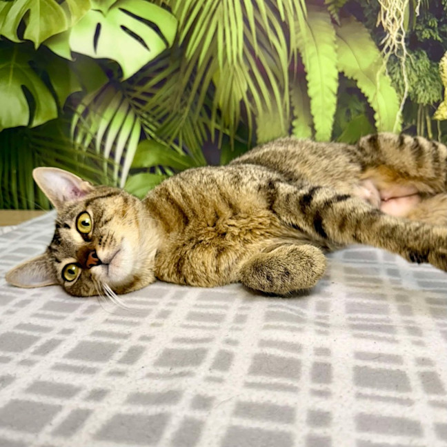 Photo of Mimosa   Located In Preston