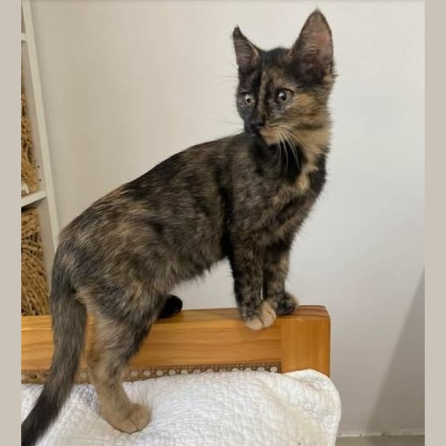 Photo of Agatha