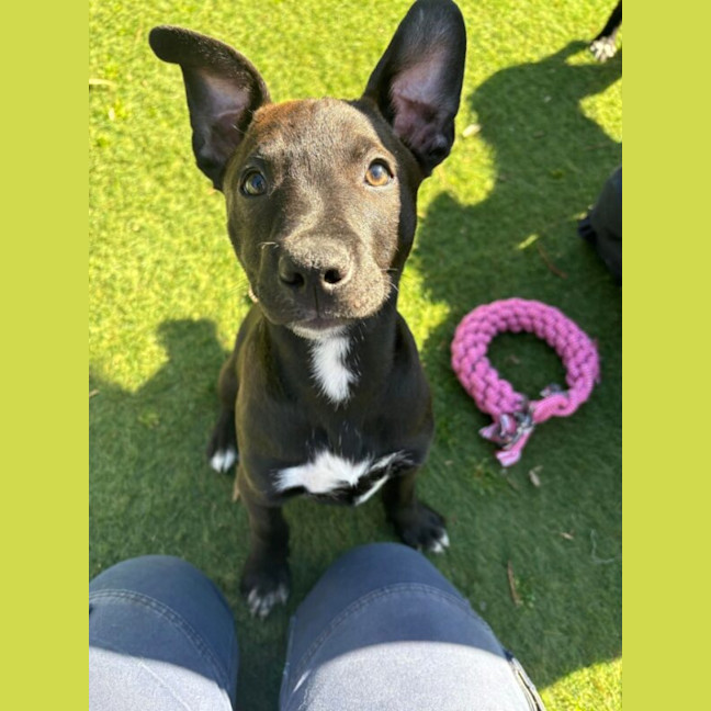 Photo of Boo