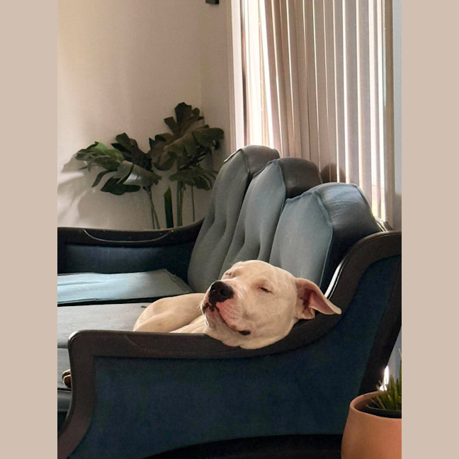 Photo of Pickle