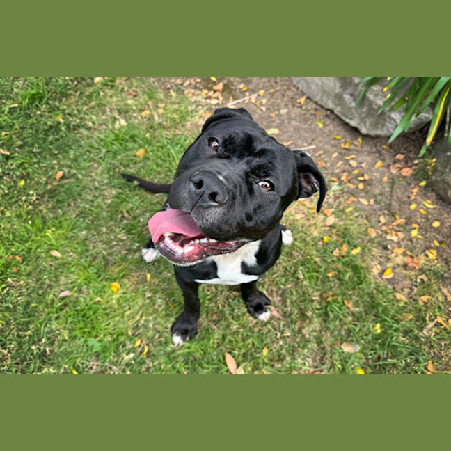 Photo of Archie