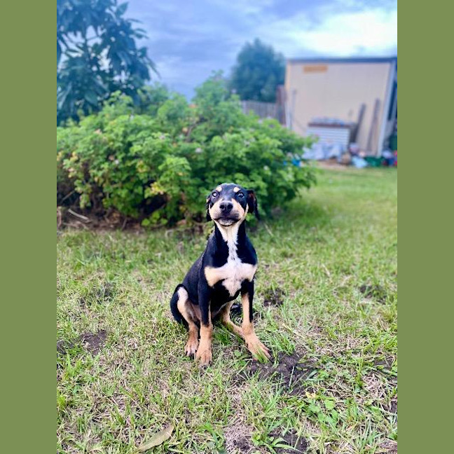 Photo of Savannah