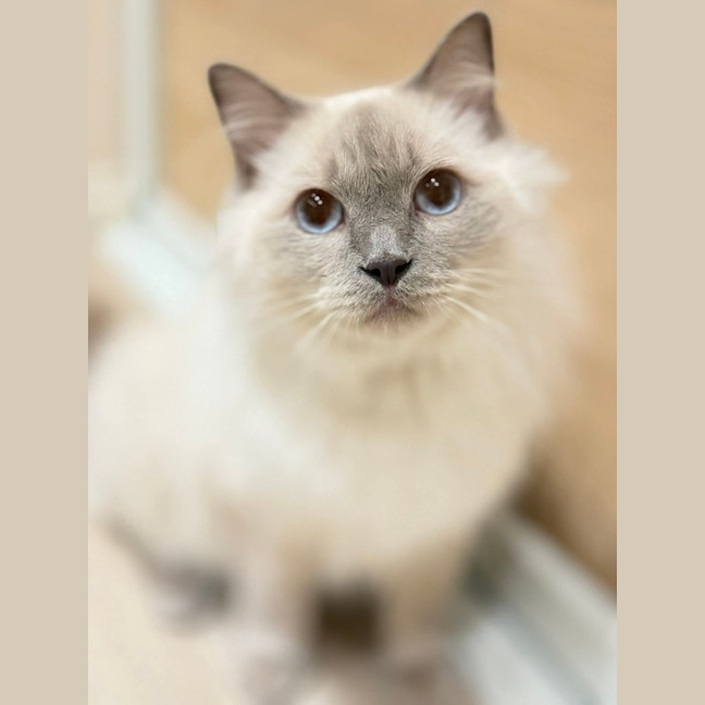 Photo of Nimbus