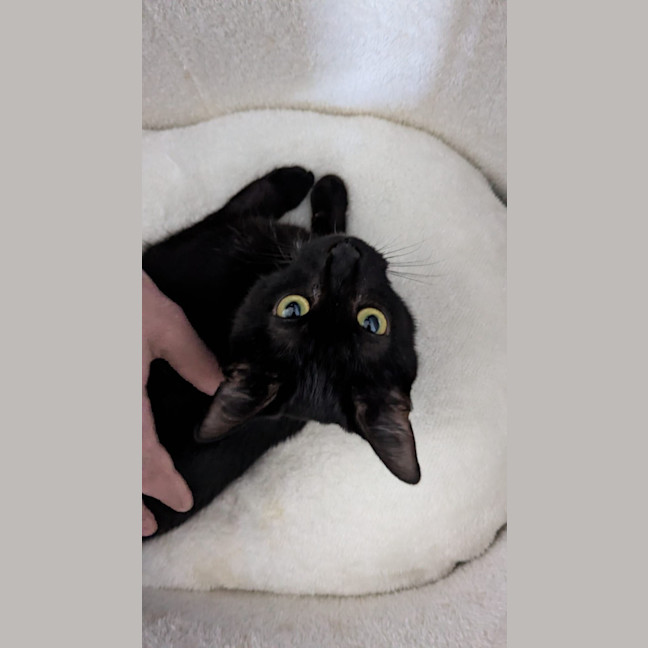 Photo of Macavity