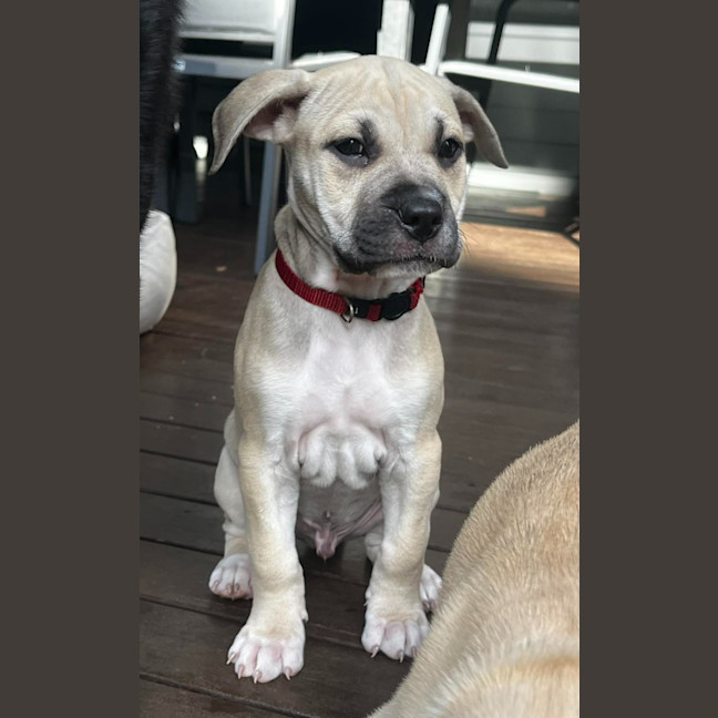 Photo of Bondi Badger