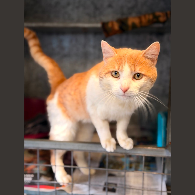 Photo of Mango 