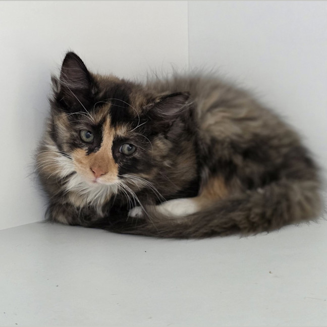 Photo of Padme