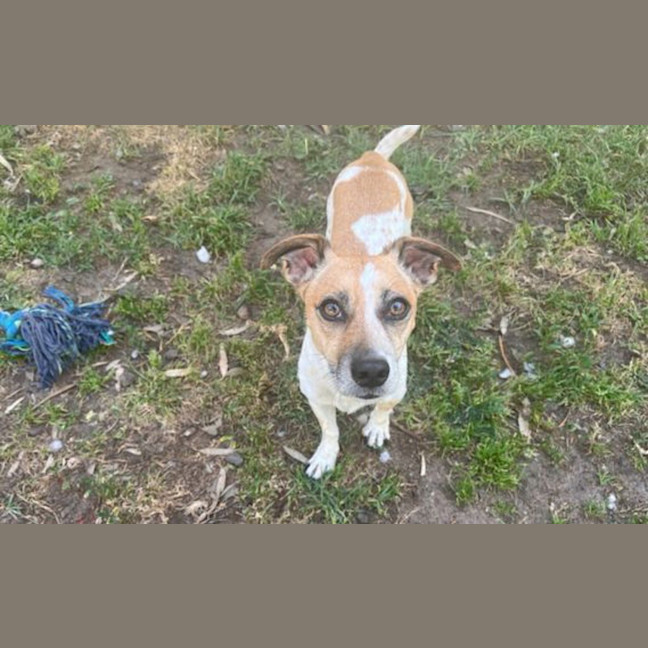 Photo of Laddie