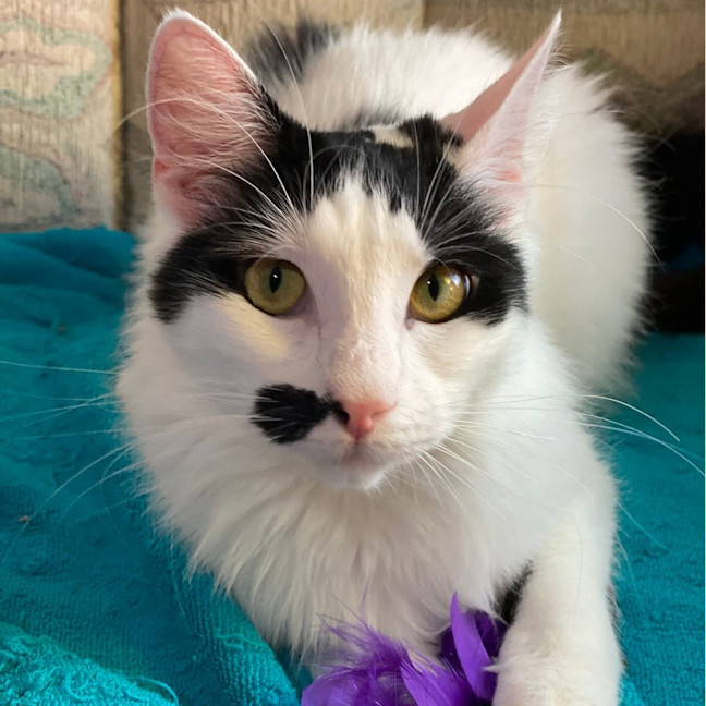 Photo of Kismet