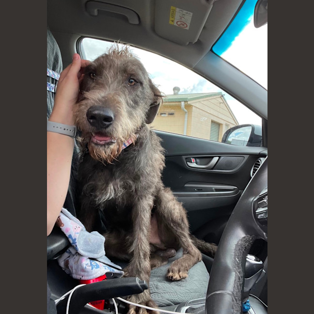 Photo of Banjo 