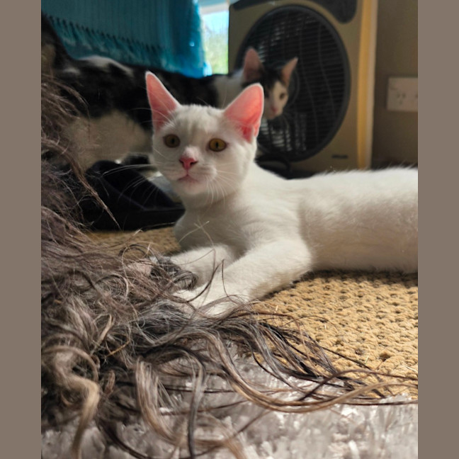 Photo of Charm