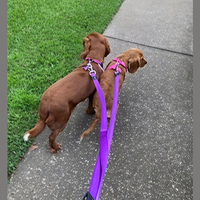 Photo of Gypsy & Molly   4 Year Old Cavoodles