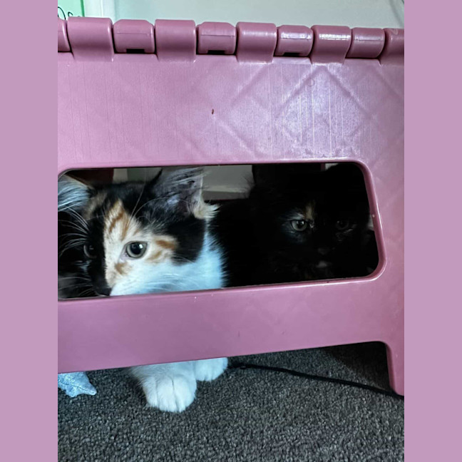 Photo of Nutmeg & Cinnamon