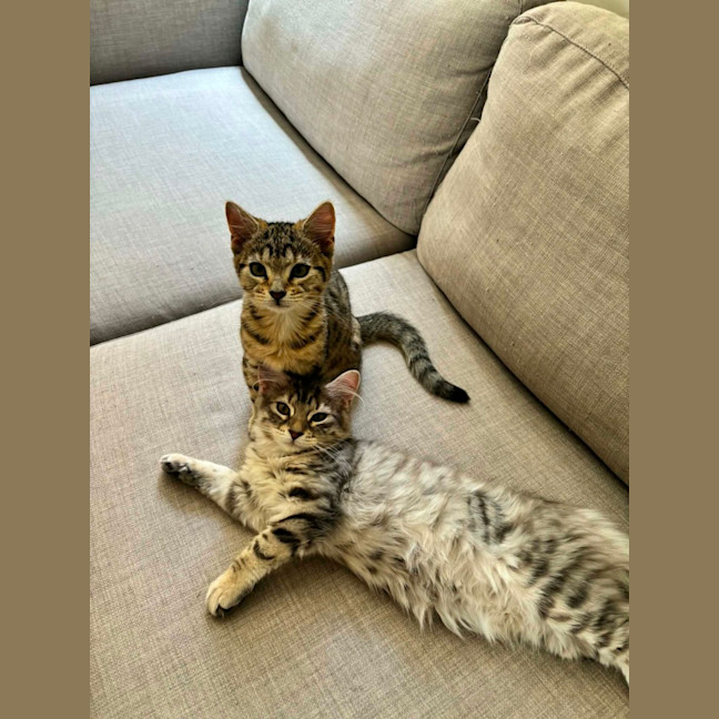 Photo of Lily   In Foster Care In Richmond