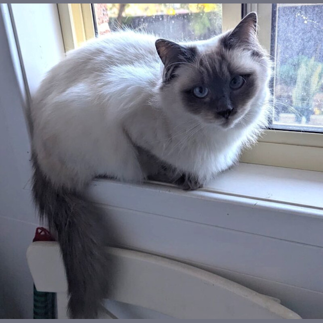 Photo of Miss Kitten