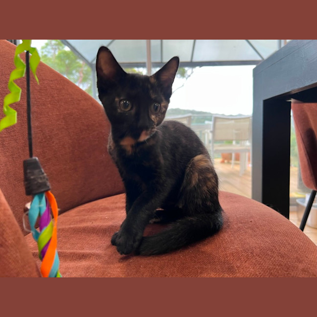 Photo of Nova