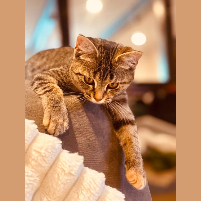 Photo of Lucky
