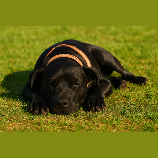 Photo of Bella (9225)