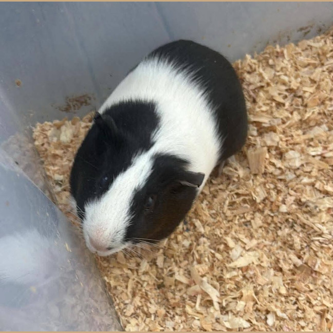 Photo of Fuzzlebutt