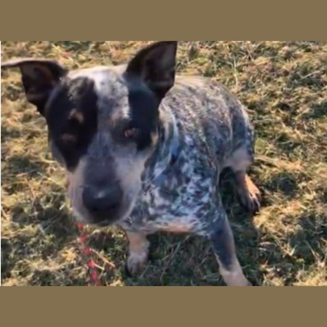 Photo of Patch