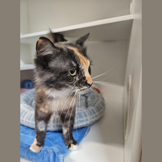 Photo of Mixie 