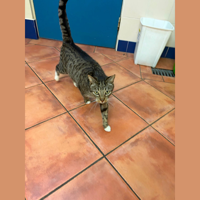 Photo of Stripey