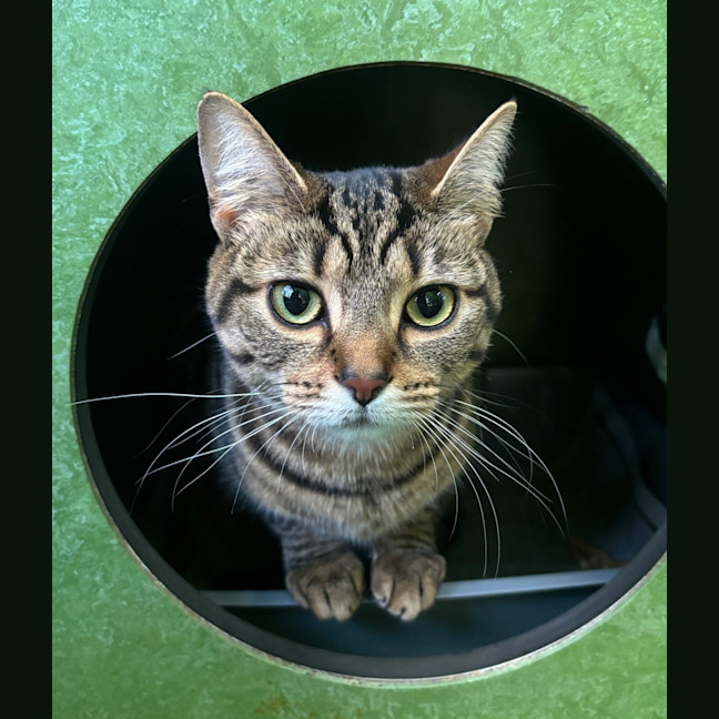 Photo of Buttercup (Bonded To Bubbles)