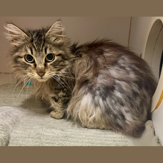Photo of Gizmo