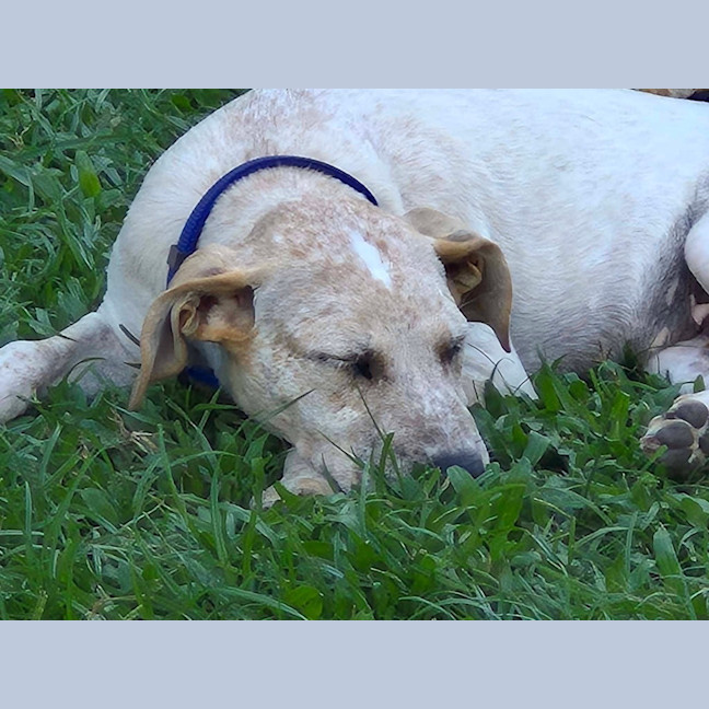 Photo of Nitro