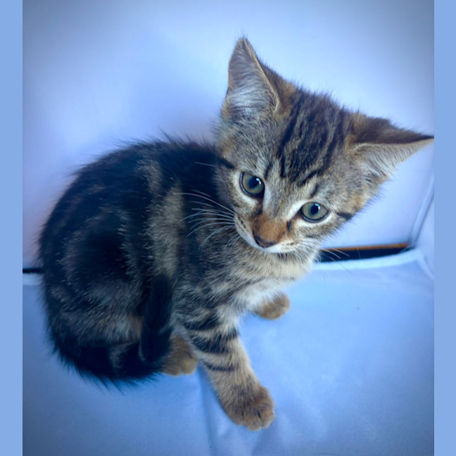 Photo of Marble