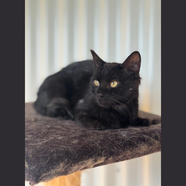 Photo of Little Loaf