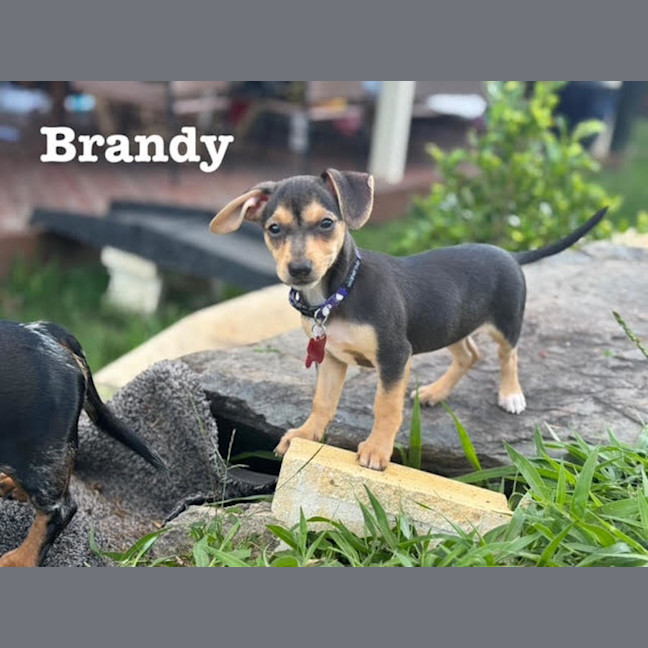 Photo of Nala, Brandy And Cookie