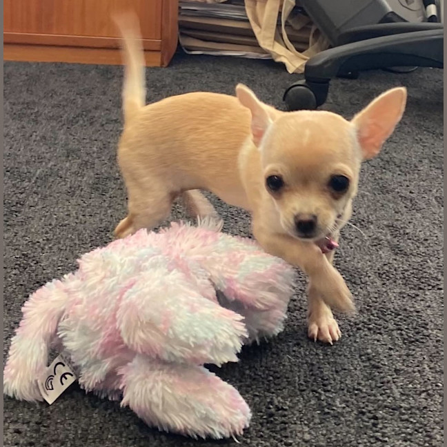 Photo of Pip