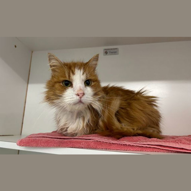 Photo of Simba