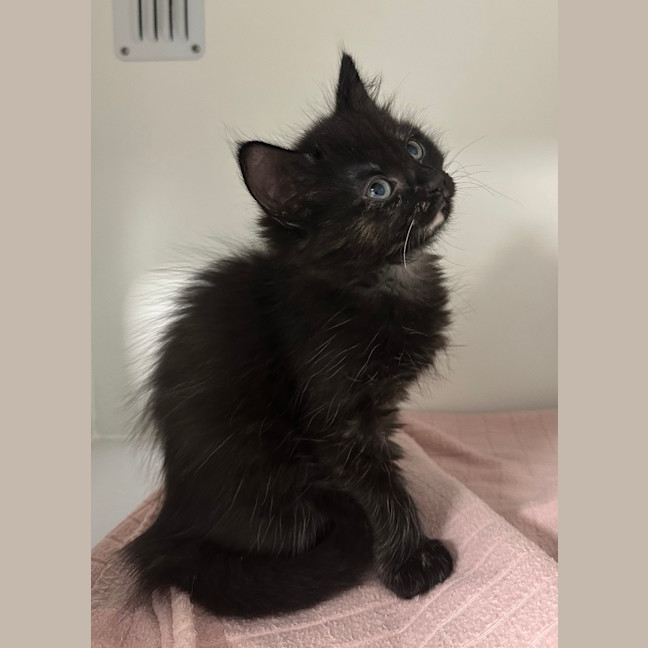 Photo of Dumpling