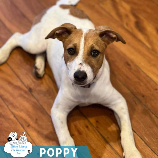 Photo of Poppy